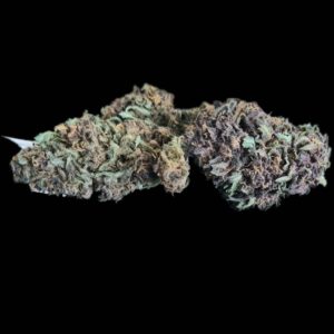 LEGENDARY PURPLE